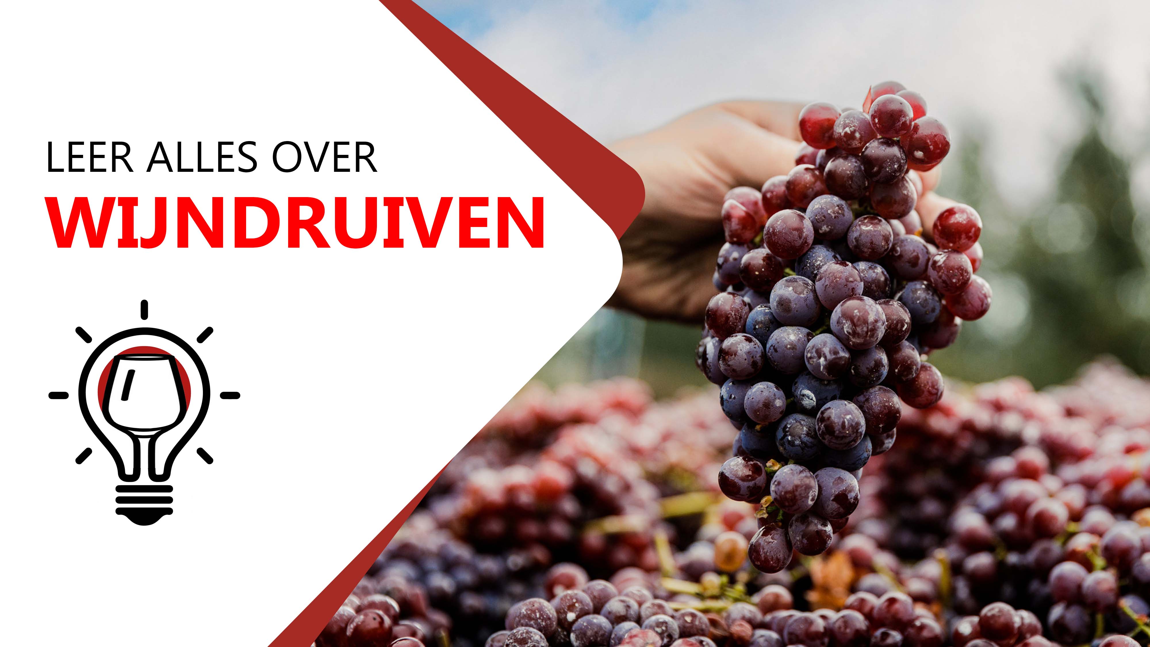 Ontdek de belangrijkste wijndruiven.